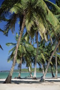 Konrad Wothe - Coconut Palm trees and beach, Dominican Republic
