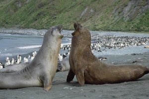 Konrad Wothe - Southern Elephant Seal bulls fighting, Macquarie Island