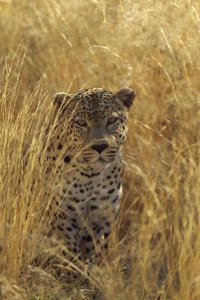 Konrad Wothe - Leopard in grass country, Etosha National Park, Namibia