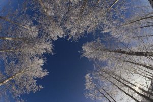 Konrad Wothe - Winter Aspen canopy, Yellowstone National Park, Wyoming