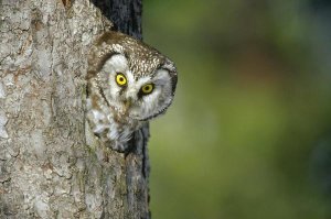 Konrad Wothe - Boreal Owl peaking through hole in tree, Sweden