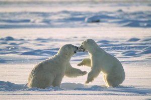 Konrad Wothe - Polar Bear males fighting, Hudson Bay, Canada