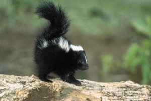 Konrad Wothe - Striped Skunk kit on log with raised tail to spray, North America