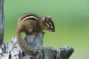 Konrad Wothe - Eastern Chipmunk on snag, North America