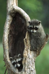 Konrad Wothe - Raccoon two babies playing in tree, North America