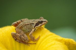 Konrad Wothe - Agile Frog on flower, Bavaria, Germany