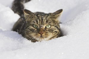 Konrad Wothe - House Cat in deep snow, Germany