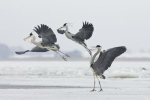 Konrad Wothe - Grey Heron trio fighting over fish, Usedom, Germany