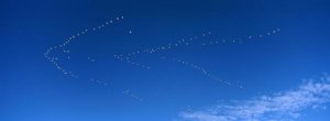 Konrad Wothe - Snow Goose flock migrating, Bosque del Apache NWR, New Mexico