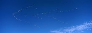 Konrad Wothe - Snow Goose flock migrating, Bosque del Apache NWR, New Mexico