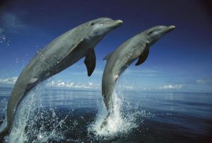 Konrad Wothe - Bottlenose Dolphin pair leaping, Honduras