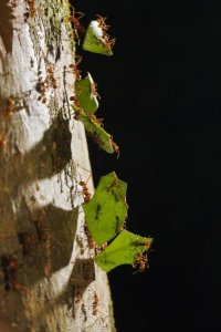 Konrad Wothe - Leafcutter Ant ants carrying leaves, Costa Rica