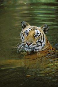 Konrad Wothe - Bengal Tiger in water, native to India
