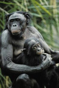 Konrad Wothe - Bonobo mother and baby,  native to Africa