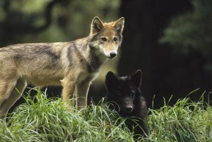 Gerry Ellis - Timber Wolf juveniles, four months old, temperate North America