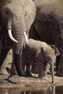 Gerry Ellis - African Elephants and baby drinking at watering hole, Amboseli NP, Kenya