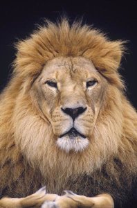 Gerry Ellis - African Lion male, portrait, Washington Park Zoo
