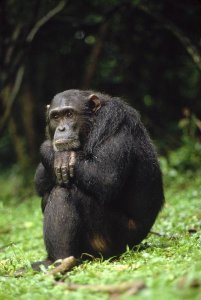 Gerry Ellis - Chimpanzee portrait, Gombe Stream National Park, Tanzania