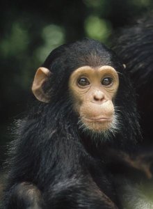 Gerry Ellis - Chimpanzee baby portrait, Gombe Stream National Park, Tanzania
