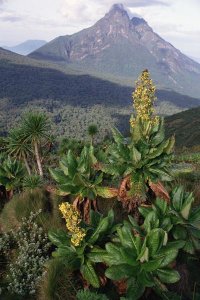 Gerry Ellis - Mt Mikeno from the south slope of Mt Visoke, Parc National Des Volcans, Rwanda