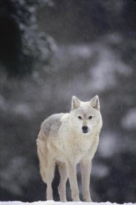 Gerry Ellis - Timber Wolf female in falling snow, North America