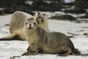 Gerry Ellis - Australian Sea Lion mother and pup, Kangaroo Island, Australia