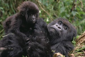 Gerry Ellis - Mountain Gorilla mom and baby, Virunga Mountains