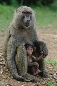 Gerry Ellis - Olive Baboon with infant, Gombe Stream National Park, Tanzania
