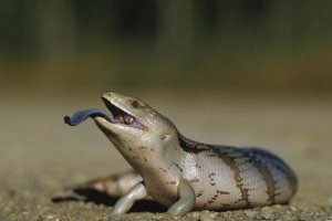 Gerry Ellis - Eastern Blue-tongue Skink extending blue tongue, Australia