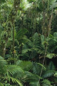 Gerry Ellis - Sierra Palm trees in tropical rainforest, El Yunque National Forest, Puerto Rico