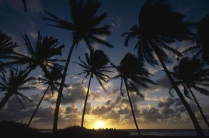 Gerry Ellis - Coconut Palm trees at sunrise, St Vincent Island, Lesser Antilles