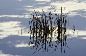 Gerry Ellis - Common Cattail blades, Malheur National Wildlife Refuge, Oregon