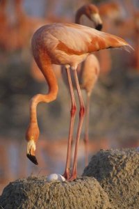 Gerry Ellis - Greater Flamingo with egg at mud nest, Inagua National Park, Bahamas