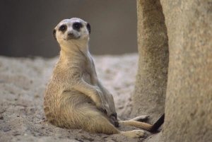 Gerry Ellis - Meerkat sitting at entrance of burrow, arid southern Africa