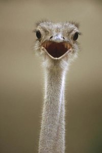 Gerry Ellis - Ostrich female calling, east Africa