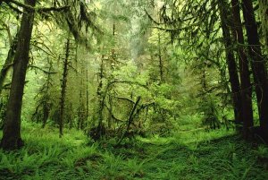 Gerry Ellis - Rainforest, Hoh River Valley, Olympic National Forest, Washington