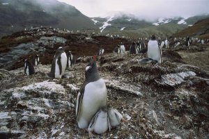 Gerry Ellis - Gentoo Penguin parent and chicks, South Georgia Island