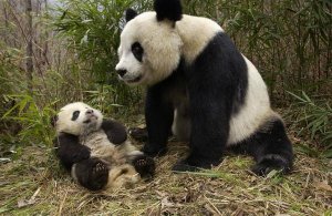 Katherine Feng - Giant Panda and baby in bamboo forest, Wolong Nature Reserve, China