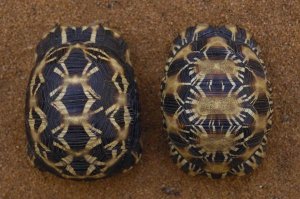 Pete Oxford - Spider Tortoise (left) and Radiated Tortoise (right), , Madagascar