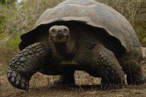 Pete Oxford - Indefatigable Island Tortoise, Santa Cruz Island, Galapagos Islands, Ecuador
