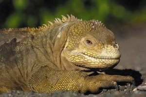 Pete Oxford - Galapagos Land Iguana , Urbina Bay, Isabella Island, Galapagos Islands, Ecuador