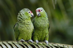 Pete Oxford - Red-lored Parrot pair sitting on branch, Ecuador