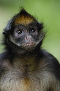 Pete Oxford - White-bellied Spider Monkey portrait,  Amazon Rainforest, Ecuador