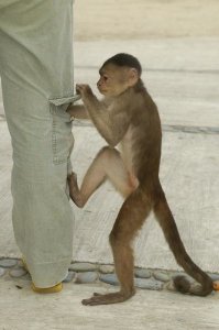 Pete Oxford - White-fronted Capuchin checking pant pocket, Puerto Misahualli,  Ecuador