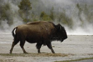 Pete Oxford - American Bison male near hot springs, Yellowstone National Park, Wyoming