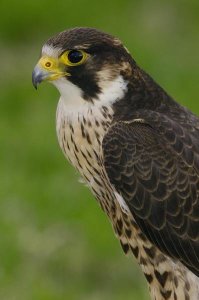 Pete Oxford - Peregrine Falcon portrait, Ecuador