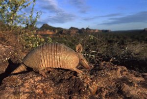 Pete Oxford - Seven-banded Armadillo , Cerrado, Brazil