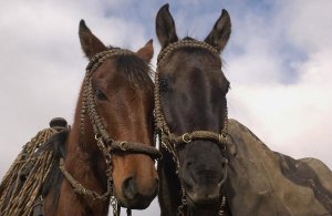 Pete Oxford - Horses pair belonging to Chagras, Andes Mountains, Ecuador