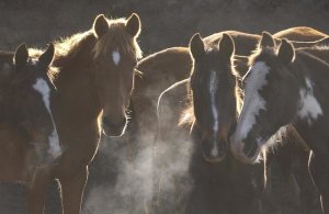 Pete Oxford - Horse herd at annual round-up, backlit, Ecuador