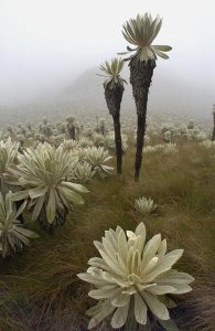 Pete Oxford - Paramo Flower, El Angel Reserve, northeastern Ecuador